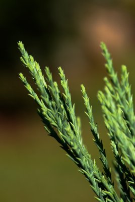 Sequoiadendron giganteum 'Bultnick Yellow' - sekvojovec obrovský - jehlice
